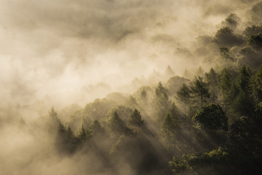 Humid, fog-shrouded landscape