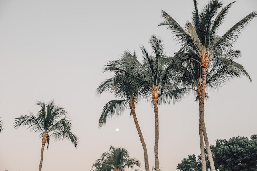Palm trees bending in coastal wind