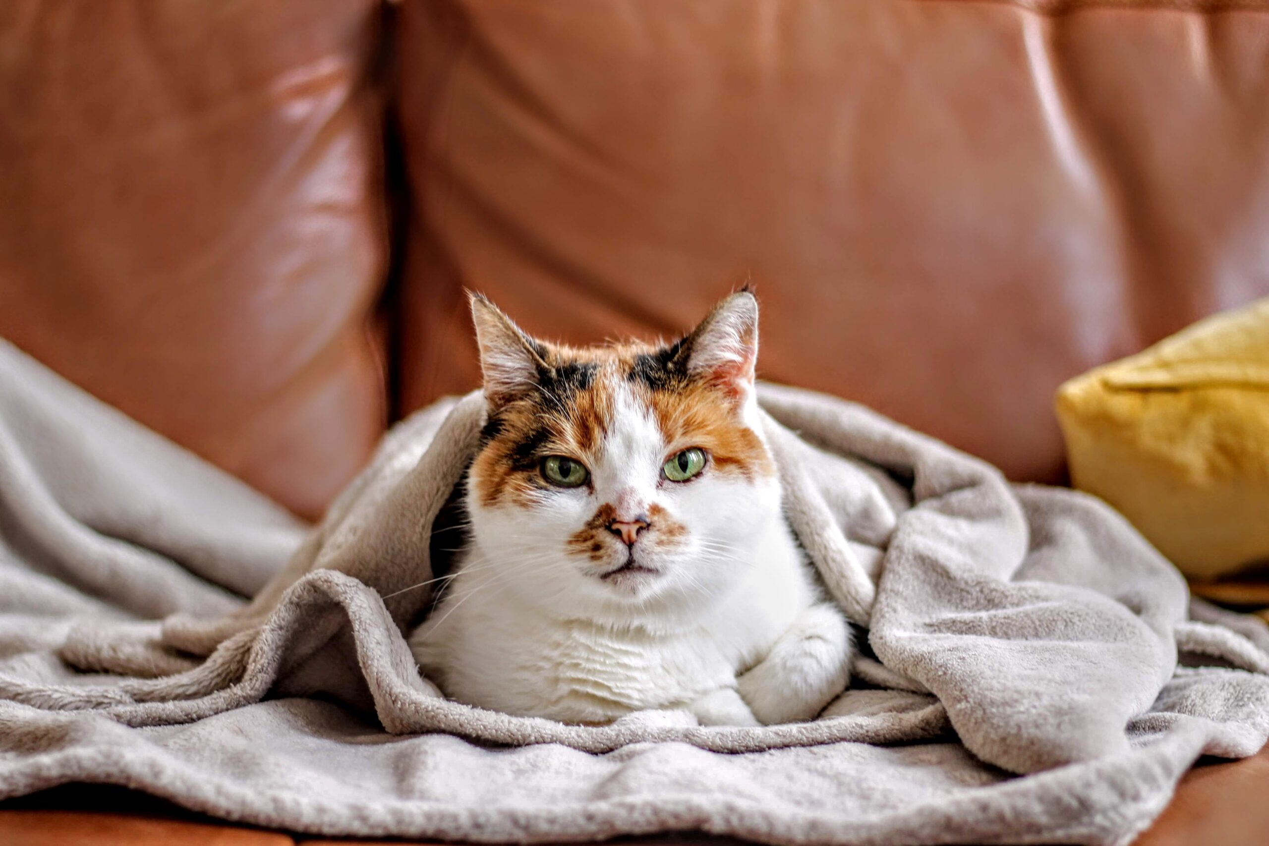 Calico cat in a blanket on a leather couch